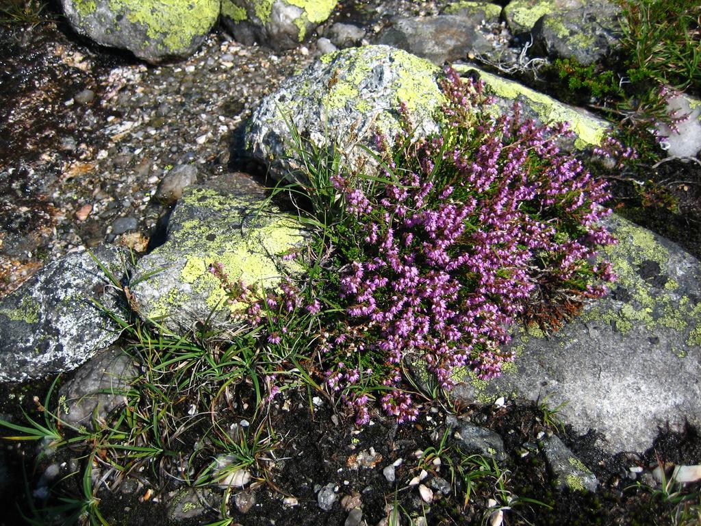 Norefjell - Storhytte Med Jacuzzi Og Fantastisk Beliggenhet Noresund Dış mekan fotoğraf